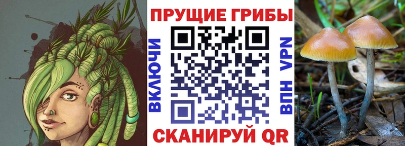 нарко площадка формула  Урус-Мартан  Псилоцибиновые грибы мицелий 